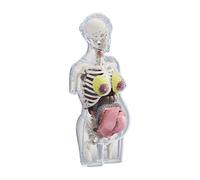 F Fityle Kit de Rompecabezas con Modelo de Cuerpo Humano, Herramienta didáctica, Kit de ensamblaje anatómico, Modelo de anatomía del Torso Durante el Embarazo