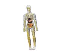 F Fityle Modelo de Cuerpo Humano Cuerpo Partes órganos 3D Juguetes de Rompecabezas, Transparente