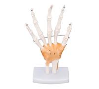 Fabater Modelo de Esqueleto de Mano de Tamaño Natural de PVC con Articulaciones en la Base, Modelo de Hueso de Mano Humana para Herramienta de Enseñanza de Aprendizaje de Anatomía, Pantalla Flexible