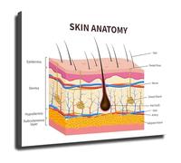 Facial Skin Layers Guide Poster