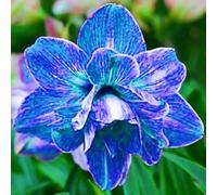 FáCil De Mantener Resistente al frío Amarilis rara Crea RáPidamente Un Hermoso JardíN-2Bulbos-a