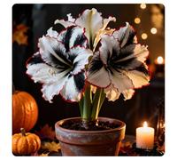 FáCil De Mantener Resistente al frío Amarilis rara Crea RáPidamente Un Hermoso JardíN-2Bulbos-b