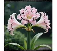 FáCil De Mantener Resistente al frío Amarilis rara Crea RáPidamente Un Hermoso JardíN-2Bulbos-e