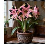 FáCil De Mantener Resistente al frío Amarilis rara Crea RáPidamente Un Hermoso JardíN-2Bulbos-f