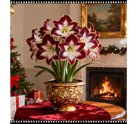 FáCil De Mantener Resistente al frío Amarilis rara Crea RáPidamente Un Hermoso JardíN-2Bulbos-g