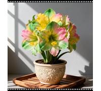 FáCil De Mantener Resistente al frío Amarilis rara Crea RáPidamente Un Hermoso JardíN-2Bulbos-h