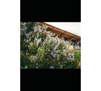 FACILI TISANE NATURALI: Guida pratica alle piante officinali per la salute e il benessere