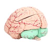 Fafeicy Modelo de Cerebro Humano Modelo de Anatomía de PVC Sección Transversal Desmontable con Tarjeta de Estudio para Niños y Aprendizaje de Neurociencia en la Escuela El Hogar Se