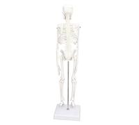 Fafeicy Modelo de Esqueleto Humano de 45CM, Estructura ósea de PVC con Articulaciones Móviles para Estudio de Anatomía, Quiroprácticos, Artistas, Estudio de Yoga