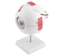 Fafeicy Modelo de Globo Ocular con Aumento 6X, Ideal para la Enseñanza y el Aprendizaje Escolar, Herramienta de Visualización de Bola Ocular Anatómica 16,5 * 15,5 * 25 Cm