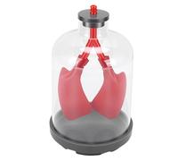 Fafeicy Simulador de Movimiento de Diafragma Modelo de Respiración Pulmonar con Carcasa Transparente y Sacos Pulmonares de Goma para el Aula Enseñanza de Ciencias Clase de Biología