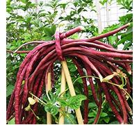 Fagiolo dall'occhio Seed 15 Semi Red Fagiolo dall'occhio Sano di Verdure Organico C115:Seeds