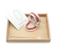 Faguo Toddler Montessori Practical Life Material Diente simulado Diente de Cepillado