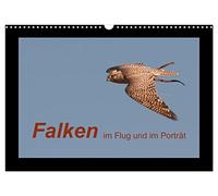 Falken im Flug und im Porträt (Wandkalender 2026 DIN A3 quer), CALVENDO Monatskalender: Die schnellsten Greifvögel der Welt