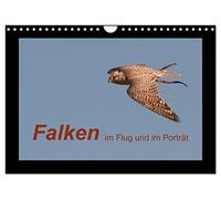 Falken im Flug und im Porträt (Wandkalender 2026 DIN A4 quer), CALVENDO Monatskalender: Die schnellsten Greifvögel der Welt