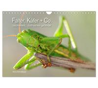 Falter, Käfer und Co.faszinierend, doch extrem gefährdet (Wandkalender 2027 DIN