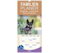 Familienplaner 2026 - Bullterrier - charmante Herzensbrecher mit 5 Spalten (Wandkalender, 21 x 45 cm) CALVENDO: Entdecken Sie den Charakter und Charme des Bullterriers