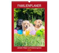 Familienplaner - Labrador Welpen entdecken die Welt (Wandkalender 2026 DIN A3 hoch), CALVENDO Monatskalender: Entzückende Labrador Babys - in Bildern festgehalten von der Tierfotografin Sigrid Starick