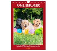 Familienplaner - Labrador Welpen entdecken die Welt (Wandkalender 2026 DIN A4 hoch), CALVENDO Monatskalender: Entzückende Labrador Babys - in Bildern festgehalten von der Tierfotografin Sigrid Starick