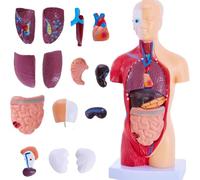 Fangxuee Modelos de Estudio de Anatomía : Modelo de Torso Humano de 15 Piezas Extraíble de 28 cm con Órganos Internos para Estudiantes.