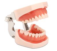 faruijie Modelo de dientes dentales Typodont, modelo de dientes de práctica dental, modelo de dientes dentales, educación dental, 32 piezas de dientes de repuesto para dentistas, estudiantes y niños