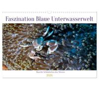 Faszination blaue Unterwasserwelt (Wandkalender 2026 DIN A3 quer), CALVENDO Monatskalender: Entdecke die Schönheit des Meeres in seiner wundersamen Farbenpracht und bizarren Formen