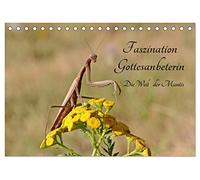 Faszination Gottesanbeterin - Die Welt der Mantis (Tischkalender 2026 DIN A5 quer), CALVENDO Monatskalender: Ein Insekt wie von einem anderen Stern ist die Gottesanbeterin.