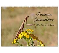 Faszination Gottesanbeterin - Die Welt der Mantis (Wandkalender 2026 DIN A2 quer), CALVENDO Monatskalender: Ein Insekt wie von einem anderen Stern ist die Gottesanbeterin.