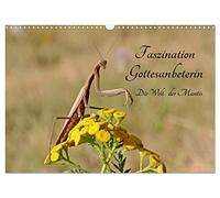 Faszination Gottesanbeterin - Die Welt der Mantis (Wandkalender 2026 DIN A3 quer), CALVENDO Monatskalender: Ein Insekt wie von einem anderen Stern ist die Gottesanbeterin.