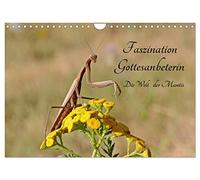 Faszination Gottesanbeterin - Die Welt der Mantis (Wandkalender 2026 DIN A4 quer), CALVENDO Monatskalender: Ein Insekt wie von einem anderen Stern ist die Gottesanbeterin.