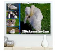 Faszination Höckerschwäne (hochwertiger Premium Wandkalender 2026 DIN A2 quer), Kunstdruck in Hochglanz: Ausgewählte Bilder weißer Schwäne und grauer Jungschwäne in der Natur