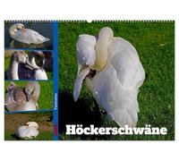 Faszination Höckerschwäne (Wandkalender 2026 DIN A2 quer), CALVENDO Monatskalender: Ausgewählte Bilder weißer Schwäne und grauer Jungschwäne in der Natur