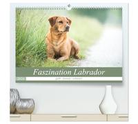 Faszination Labrador - gelb, foxred, schwarz (hochwertiger Premium Wandkalender 2026 DIN A2 quer), Kunstdruck in Hochglanz: Natur und Labrador - in Feld, Wiese und Wasser