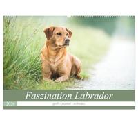 Faszination Labrador - gelb, foxred, schwarz (Wandkalender 2026 DIN A2 quer), CALVENDO Monatskalender: Natur und Labrador - in Feld, Wiese und Wasser