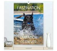 Faszination Labrador Retriever (hochwertiger Premium Wandkalender 2026 DIN A2 hoch), Kunstdruck in Hochglanz: 13 Fotos zeigen die Faszination einer der beliebtesten Hunderassen