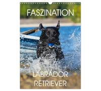 Faszination Labrador Retriever (Wandkalender 2026 DIN A3 hoch), CALVENDO Monatskalender: 13 Fotos zeigen die Faszination einer der beliebtesten Hunderassen