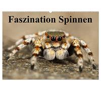 Faszination Spinnen (Wandkalender 2026 DIN A2 quer), CALVENDO Monatskalender: Die achtbeinigen Webkünstler aus der Nähe