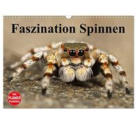 Faszination Spinnen (Wandkalender 2026 DIN A3 quer), CALVENDO Monatskalender: Die achtbeinigen Webkünstler aus der Nähe