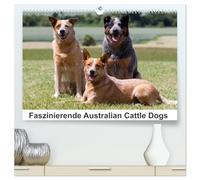 Faszinierende Australian Cattle Dogs (hochwertiger Premium Wandkalender 2026 DIN A2 quer), Kunstdruck in Hochglanz: Australian Cattle Dogs - der Hund mit regem Geist und agilem Körper