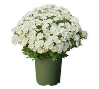 Faux Falls Mums - Artificials Sunsets Flowers, Realistic Outdoor Bouquet, Weather Resistant Autumn Plants, Lifelike Decorative Arrangement | Artificial Floral Decor For Entrance Backyard Vase Desktop