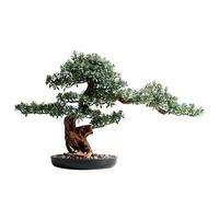 Faux Tree Acogedor de la Planta de simulación de Pino Entrada de Bonsai Sala de Estar Planta Verde Planta de Hotel Falso Grande decoración de podocarpos Adornos de Faux Plantas Falsas Interiores (d)