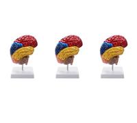 Fcuajdkq 3X Modelo anatómico cerebral anatomía 1:1 medio encefálico enseñanza suministros de laboratorio