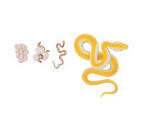 Fdit Conjunto de Modelos de Ciclo de Vida de Serpiente, Figuritas Encantadoras de Ciclo de Crecimiento de Animales, Juguete Educativo Seguro para Niños