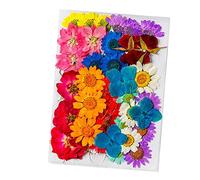 Fdit Flores Secas Estilos Variados Vibrantes para Manualidades y Decoración Material Natural 36 Piezas 5.7x4.1in