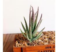 Feeshoppher Plantas suculentas artificiales de aloe para decoración del hogar, tallos de flores falsas de PVC de 12 cm con cabeza de flor de 7 cm para sala de estar, dormitorio, oficina, decoración de