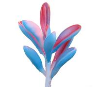 Feeshoppher Plantas suculentas artificiales de PVC con diseño realista realista para escritorio, hogar, oficina, jardín, boda, fiesta, decoración, incluyendo aloe vera jacinta de agua (Pepperwort)