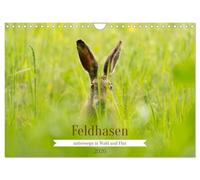 Feldhasen unterwegs in Wald und Flur (Wandkalender 2026 DIN A4 quer), CALVENDO Monatskalender: Zauberhafte Momente in der Natur mit Meister Lampe.