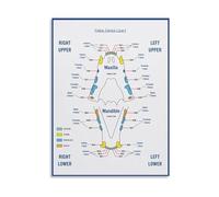 Feline Dental Chart Poster - Veterinary Cat Teeth Anatomy and Health Guide on Canvas, Wall Art for Clinic Decor(Unframed,16x24inch(40x60cm))