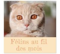 Félins au fil des mois (Calendrier mural carré 2026 30 x 60 cm (ouvert)) Calendrier double avec une page pour vos prises de notes