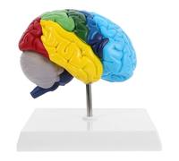 FELTECHELECTR Modelo Anatómico Cerebral 1:1 Hemisferio Derecho, Herramienta De Enseñanza Médica Materiales Duraderos, Etiquetado Detallado Para Estudio De Neurociencia y Anatomía Humana Aula
